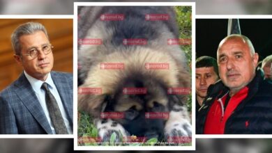Авери в Narod.bg: Йордан Цонев подари на Бойко куче за 5000 лева, внесено от Русия (СНИМКА)