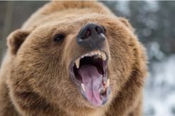 Отстреляха мечка-стръвница край смолянското село Черешово